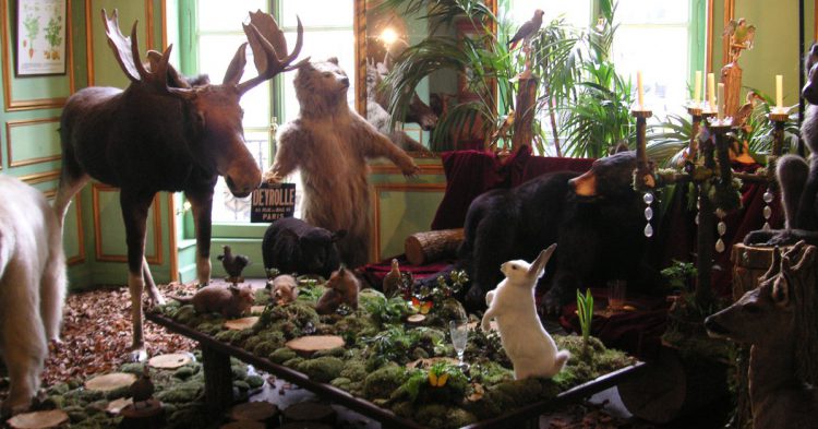 Le Cabinet Deyrolle (Saragoldsmith - Flickr)