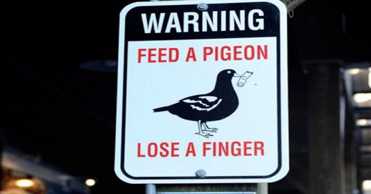 Pigeon voraces, États-Unis