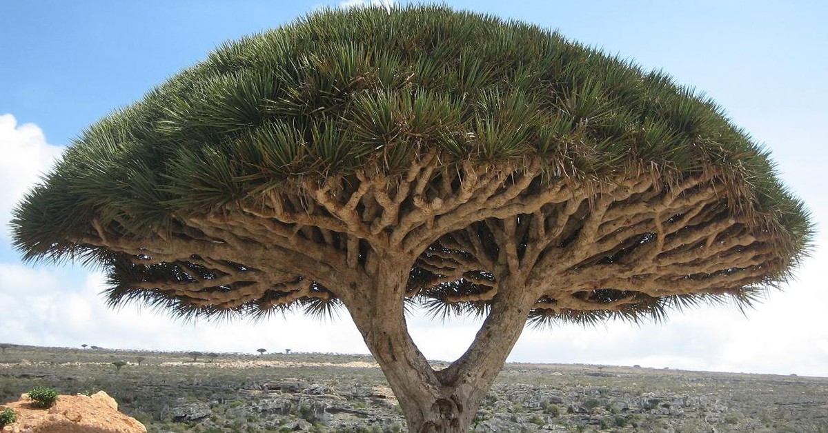 Dragonnier de Socotra - Wikipédia