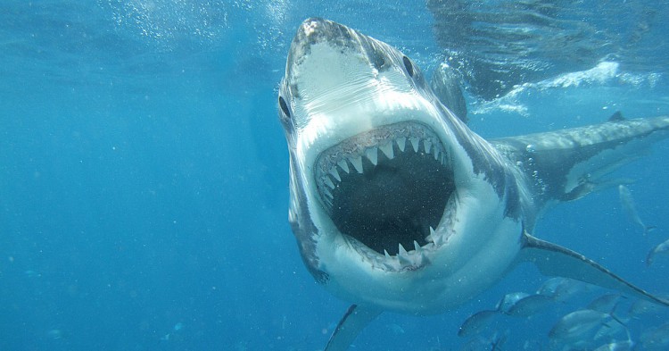 Sigue leyendo Attention requins ! Les endroits les plus dangereux de la planète