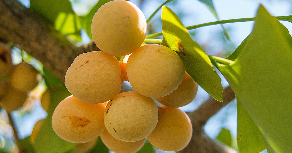 Ginkgo Biloba - Fickr