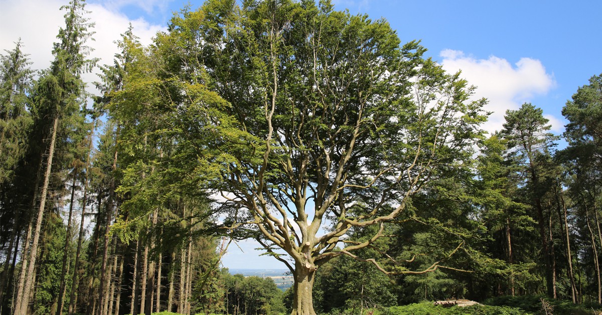 Hêtre Ponthus - Pierre Cuny