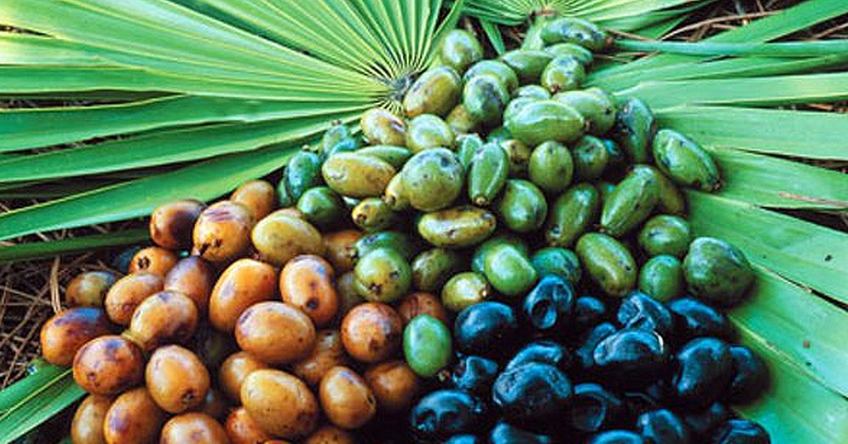 Palmier nain- Google