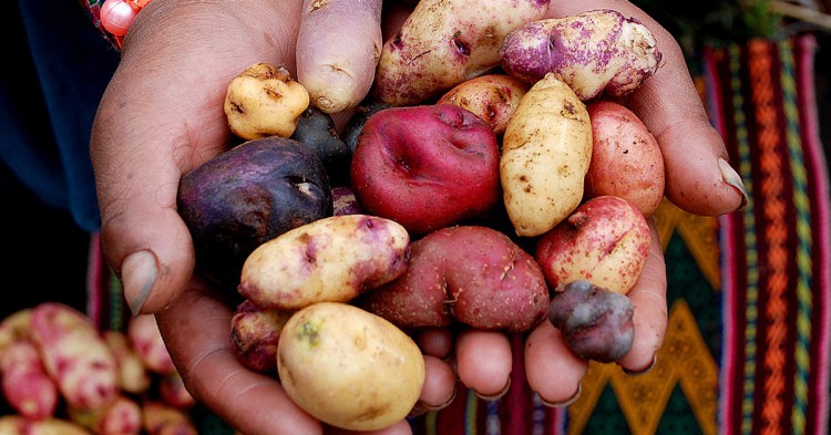 Sigue leyendo La patate à travers le monde