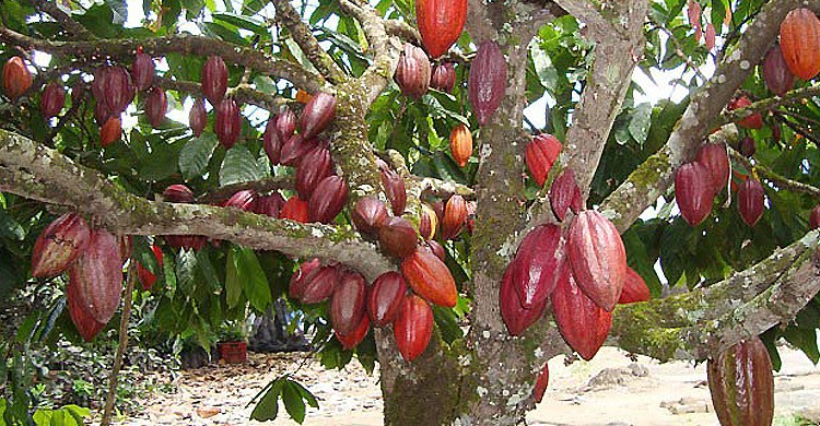 Cacao du Brésil - Google