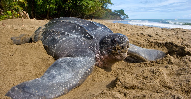 La Tortue Luth