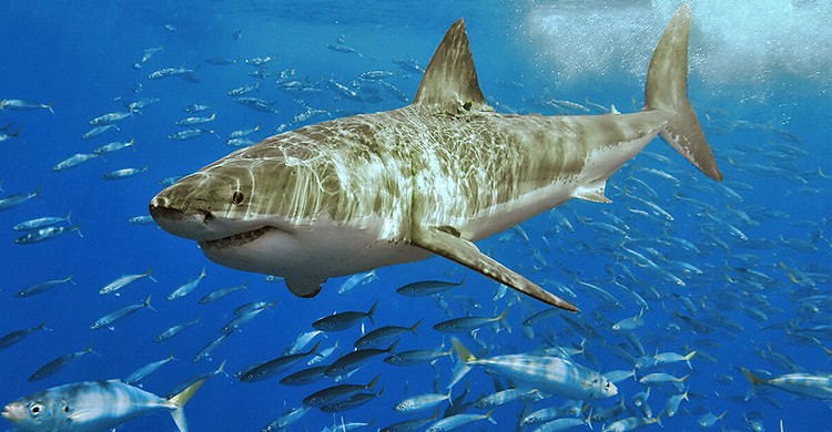 Le Grand Requin Blanc