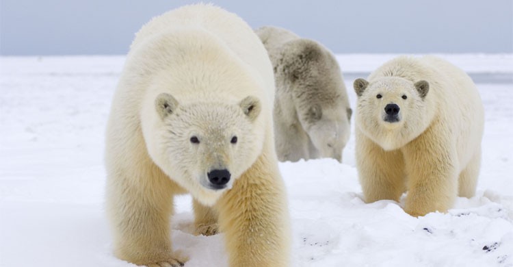 Les ours polaires