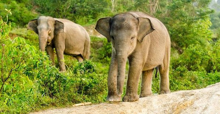 Les éléphants de Sumatra