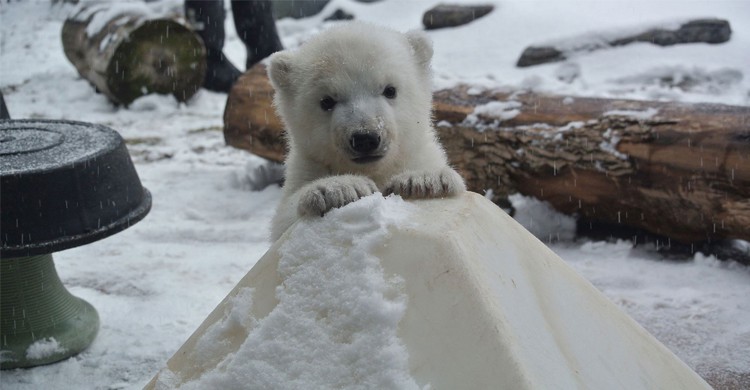 Les plus grands parcs animaliers du monde Le Globe Trotteur