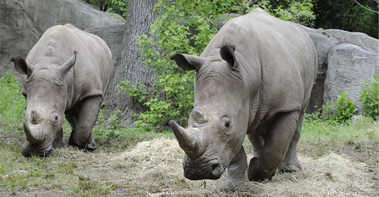 zoo du Bronx 