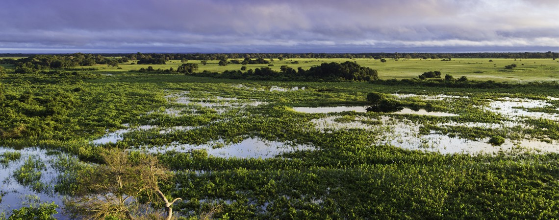 Le Pantanal - wikimedia