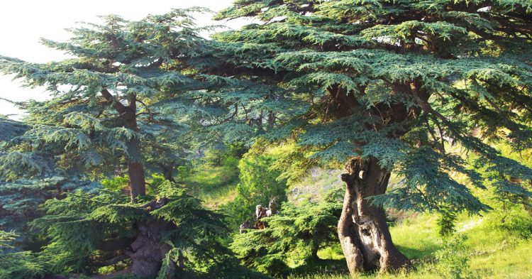 Cèdre - canalblog.com