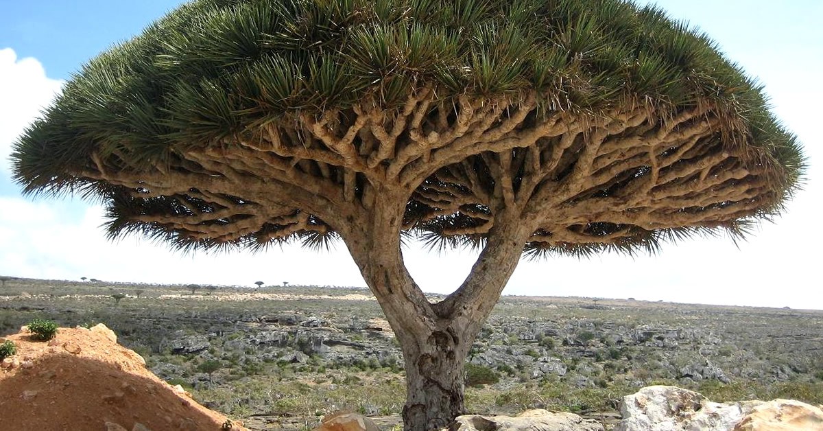 Dragonnier de Socotra - Yémen