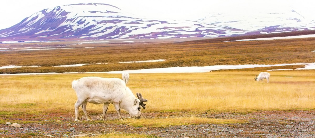 Spitzberg nature - kjekol