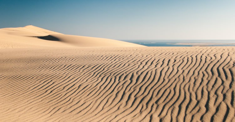 Dune du Pilat - Echinophoria