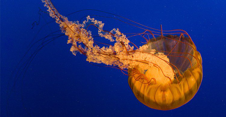 La box jellyfish - dandesroches