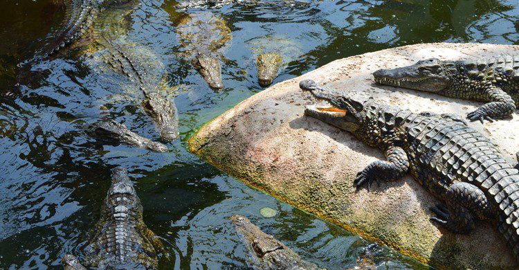 Le crocodile marin - charlesvianssonponte