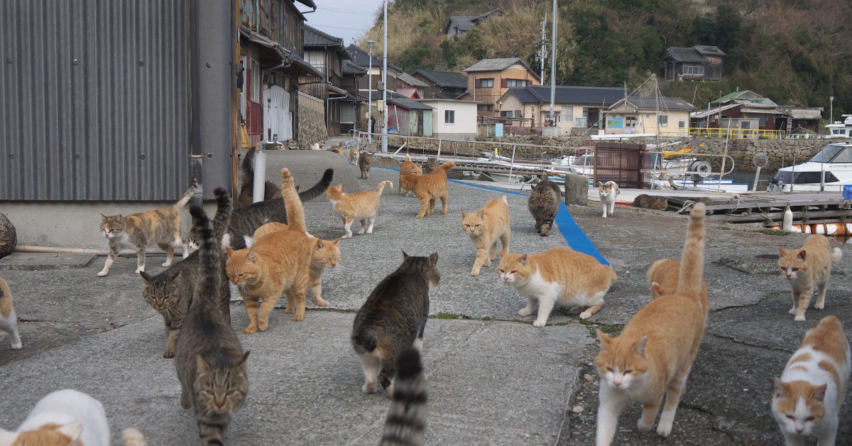 <b>Aoshima</b><br>  Dénommée l'île aux chats, Aoshima est au Japon le temple de nos matous favoris. Située à moins de 2km de la côte sud du pays, cette île recense près de 150 mistigris de tous poils qui y ont été originellement introduits pour faire la chasse aux souris.