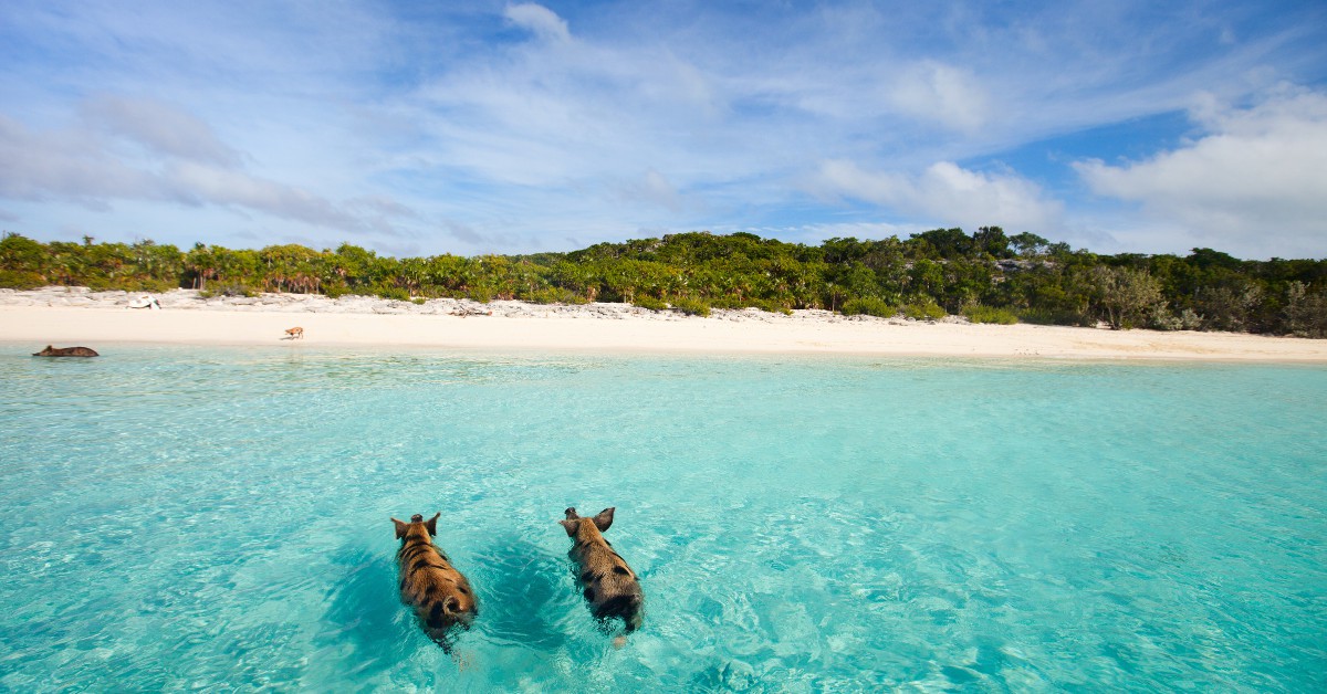<b>Les Bahamas</b><br>  Vous connaissiez les Bahamas pour ses plages paradisiaques, son sable fin et son eau turquoise ? Eh bien sachez que sur l'une des 360 îles qui composent l'archipel, celle de Big Major Cay regorge de cochons sauvages ! Ils se paient même le luxe de piquer une tête quand la température monte trop.