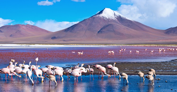 Cordillera Apolobamba en Bolivie Cette course est un plongeon dans la culture bolivienne. On se trouve ici sur le territoire des Kallawaya. Suivant d’anciens chemins incas, le marcheur longe le flanc d’Apolobamba (entre 4000 et 5000m d’altitude). Un guide est obligatoire pour effectuer ce chemin de 5 jours. La beauté du paysage est à couper le souffle : d’un côté les glaciers, de l’autre la forêt amazonienne. Alors, oui ce parcours est loin de la simple promenade de santé, mais si vous vous montrez assez courageux pour tenir jusqu’à l’arrivée, vous pourrez profiter des eaux thermales de Pelechuco. Quoi de meilleur qu’un bon bain après un si long voyage ?