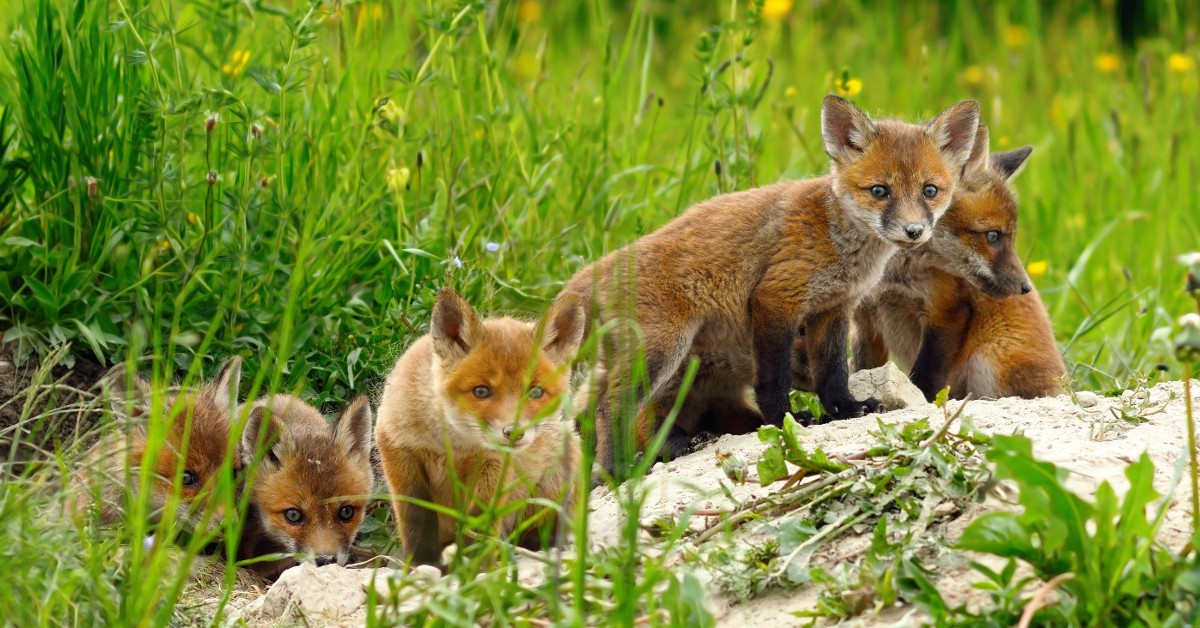 <b>Miyagi Zao Fox Village</b><br>  Ce petit village de montagne est situé au Japon. Vous pourrez vous y rendre pour y nourrir l'un des 120 renards qui le peuple.