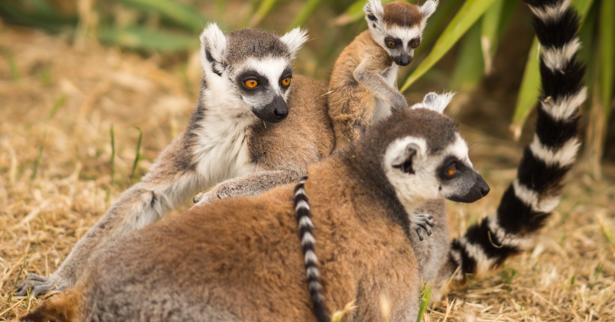<b>Madagascar</b><br>  Si Madagascar a bien des trésors à vous faire découvrir, vous pourrez notamment admirer les lémuriens sauvages du pays. Plus d'une centaine vivant à l'état sauvage y sont dénombrés.
