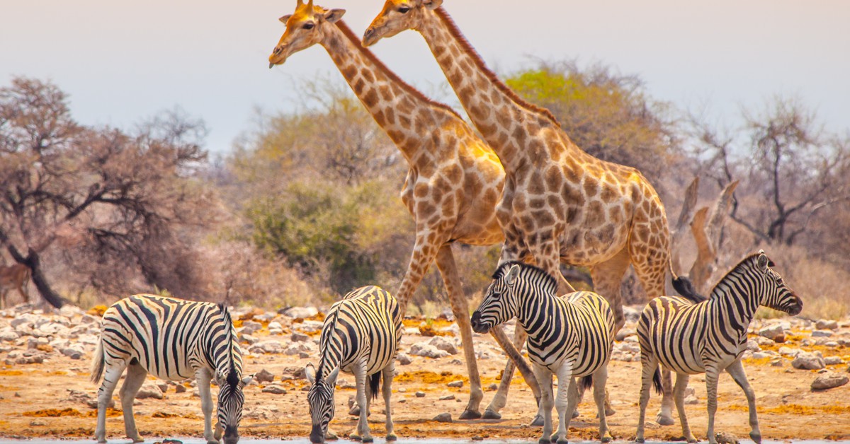 <b>La Namibie</b><br>  Encore moins courue que l'Afrique du Sud notamment, la Namibie est toutefois le paradis pour ceux et celles qui veulent partir en safari à la découverte des éléphants, girafes, panthères, lions et autres zébus. D'autant que la nature encore intacte des réserves naturelles rajoute une sacrée dose de féérie.