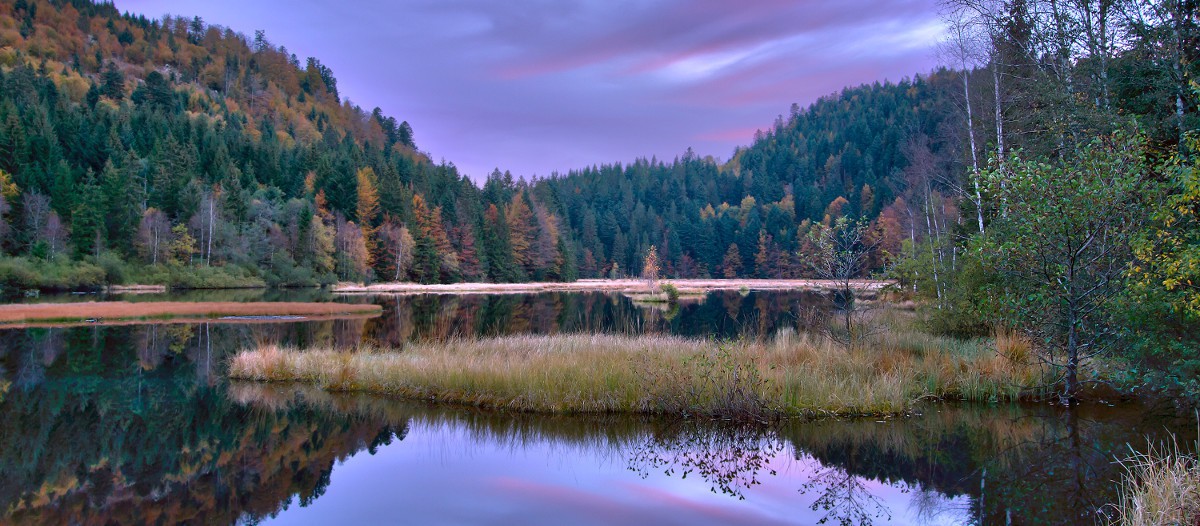Le Lac du Lispach Le Lac du Lispach dans les Vosges offre un panorama superbe aux marcheurs qui viennent s'y balader. La forêt verdoyante de sapins qui l'entoure et le reflet du ciel dans l'eau pure du lac sont d'une rare beauté.