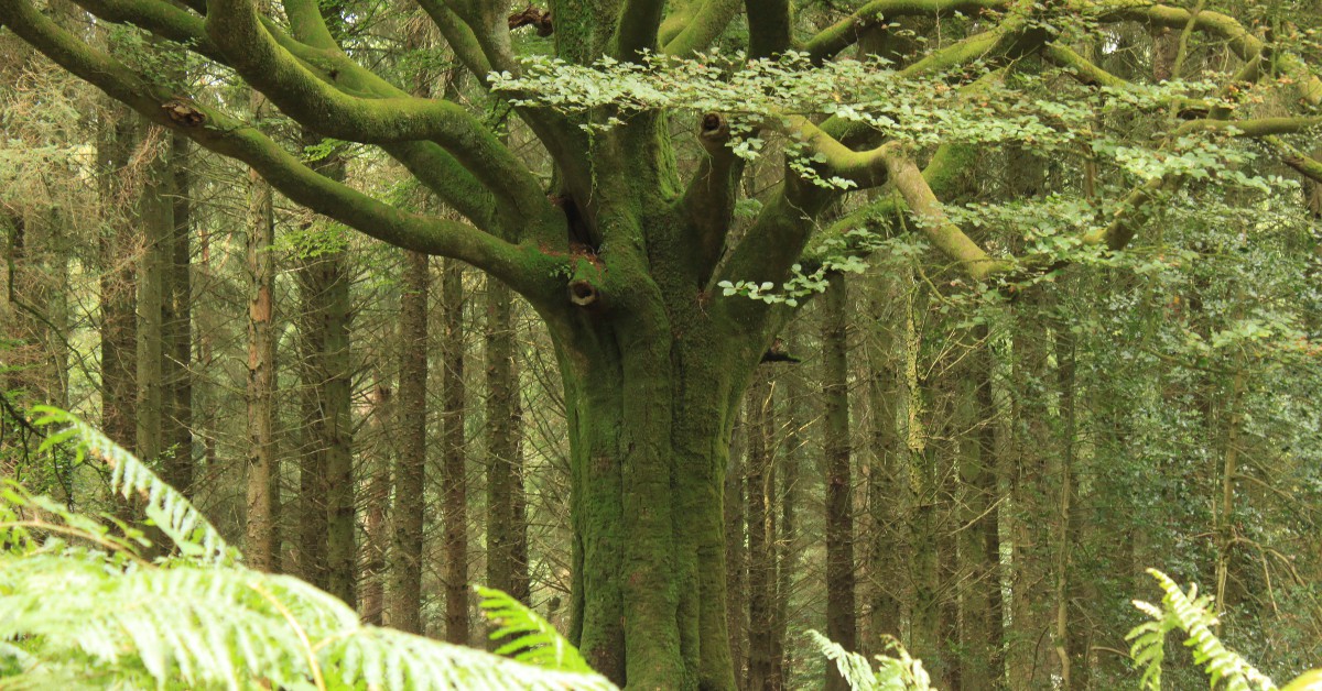 La Forêt de Brocéliande Lieu mythique par excellence, la Forêt de Brocéliande est rattachée à la légende du Roi Arthur, de Merlin l'Enchanteur et de la quête du Graal. Selon les récits de druides se baladant toujours dans la forêt enchantée, Merlin continuerait de vivre dans les bois et le Château de Trécesson abriterait plusieurs spectres...