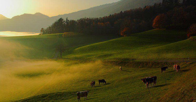Vaches Suisse (Flickr)