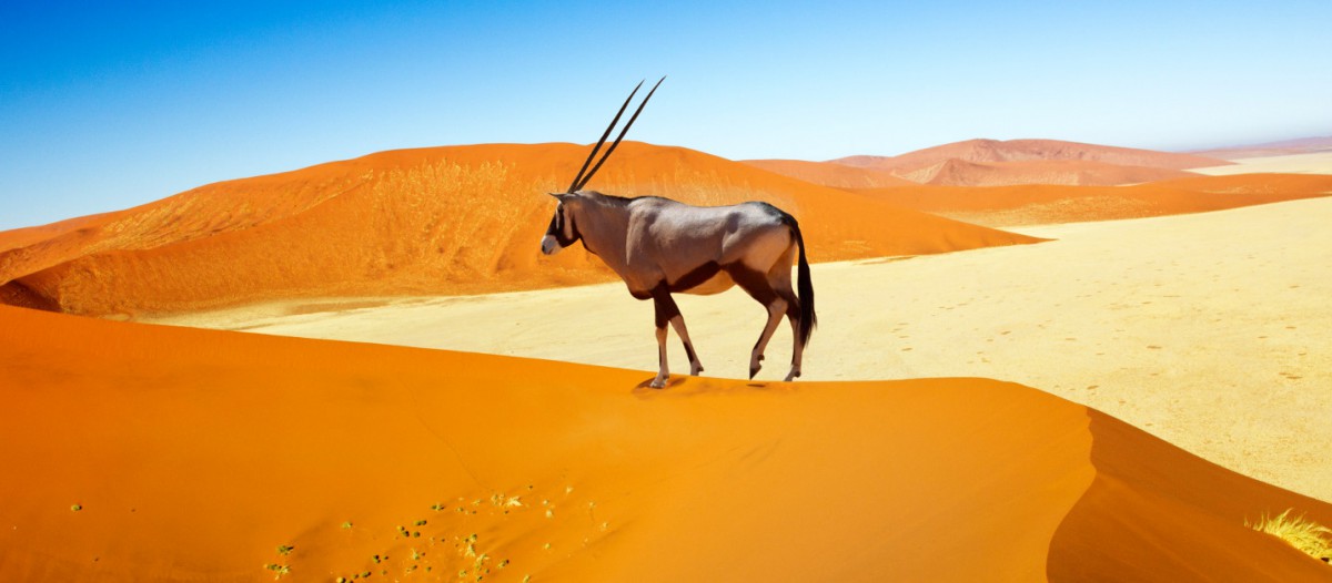 Oryx des dunes, Namibie