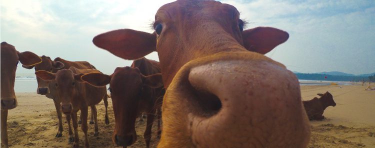 Corse : une touriste se fait encorner au visage par une vache vivant sur la plage