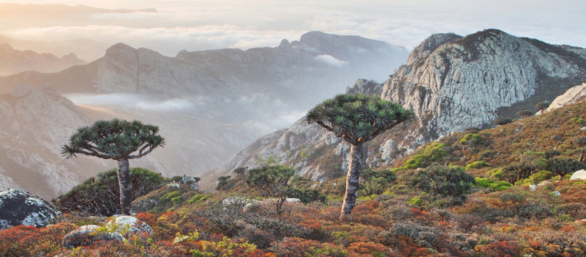 Iles Socotra, Yémen