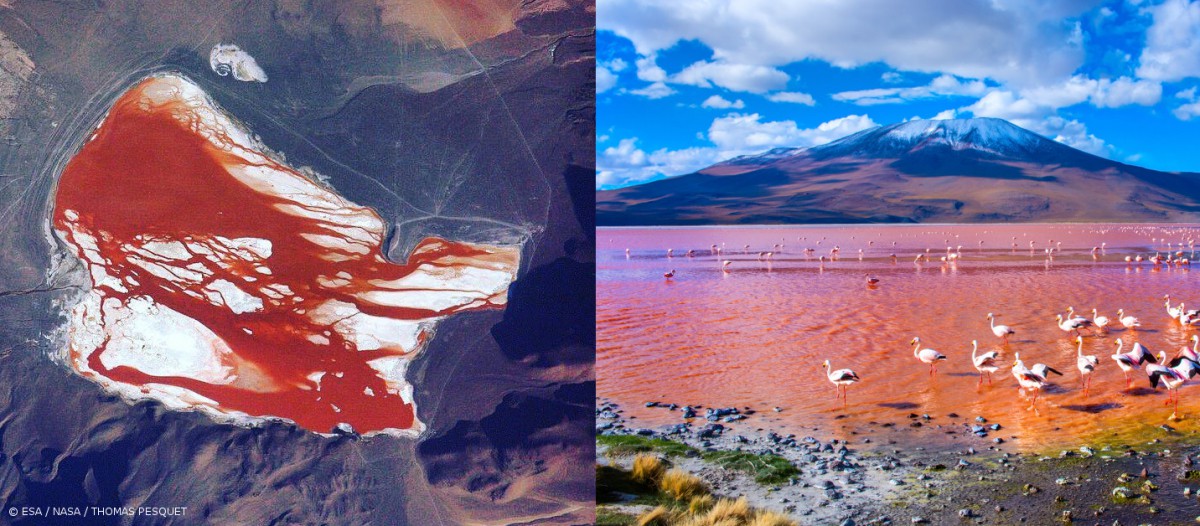 Le Laguna Colorada, Bolivie