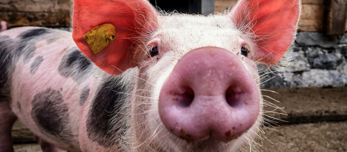 En France, on ne plaisante pas avec Napoléon -IStock 