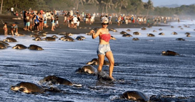 Tortues au Costa Rica (Sitramine: Syndicat des Guardaparques du Costa Rica)