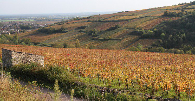 Bourgogne (Flickr)