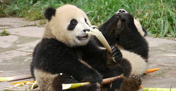 Panda Sichuan (Flickr)