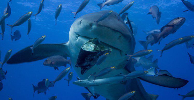 Requin aux Fidji (istock)