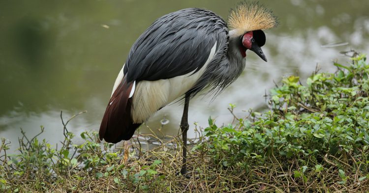 Faire le pied de grue (Pixabay)