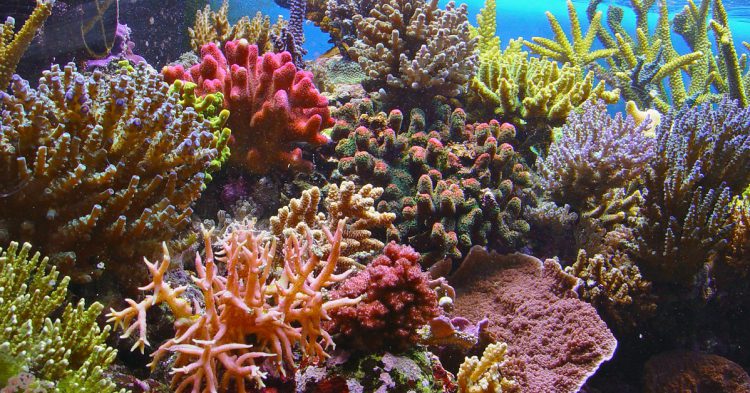 La Grande barrière de corail (Istock)