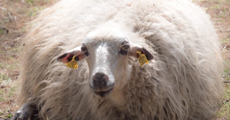 Laisser pisser le mérinos