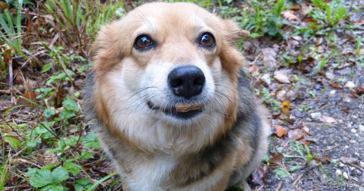 Ne pas attacher son chien avec des saucisses (Pixabay)