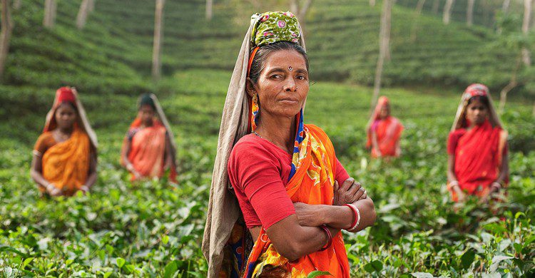 Femme plantation de thé (Pixabay)