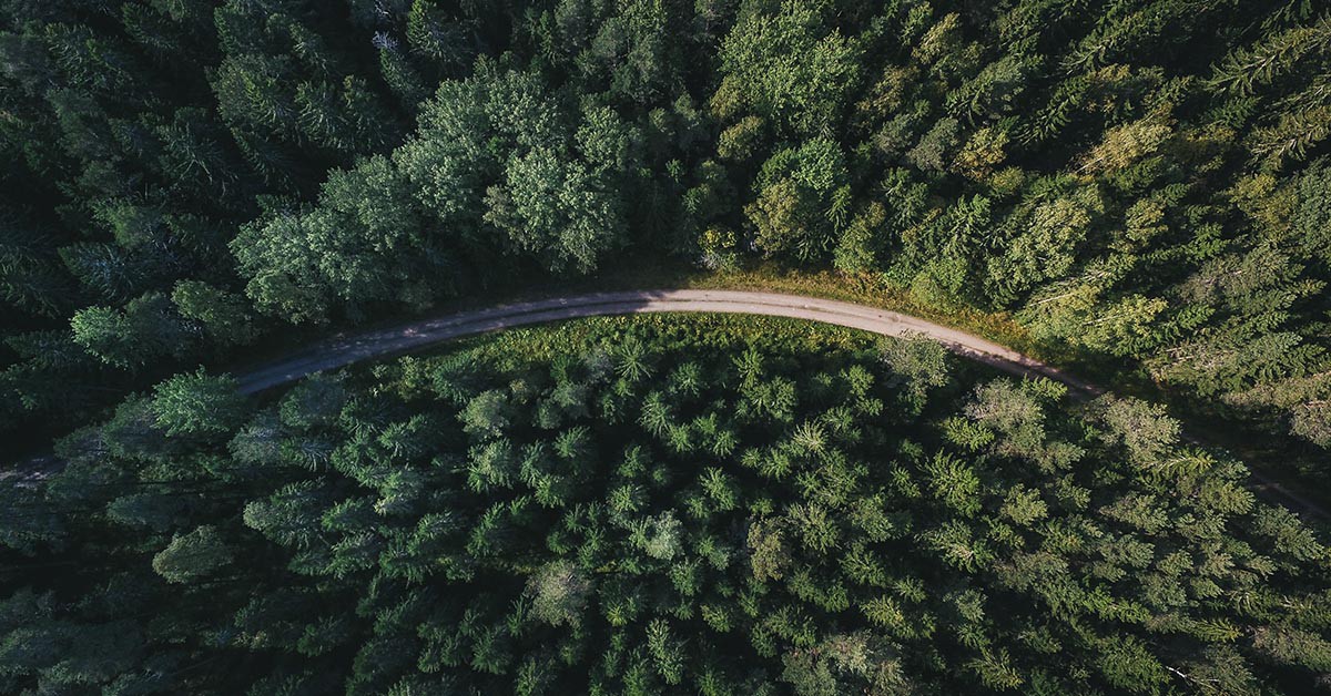 Forêt en Suède (Unsplash)