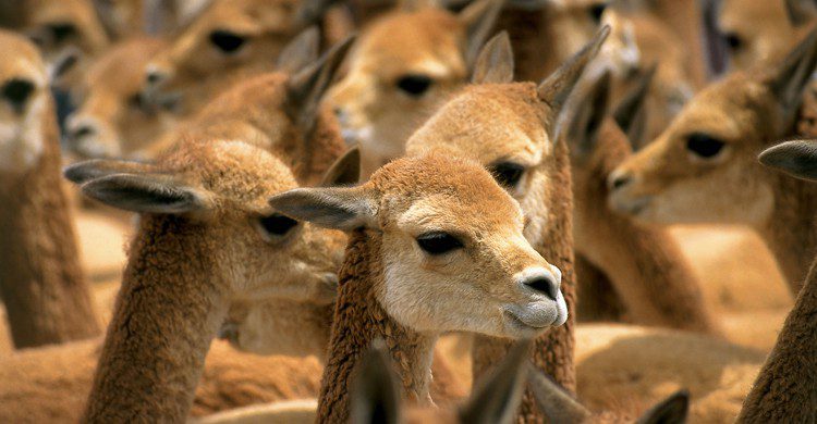 Lamas