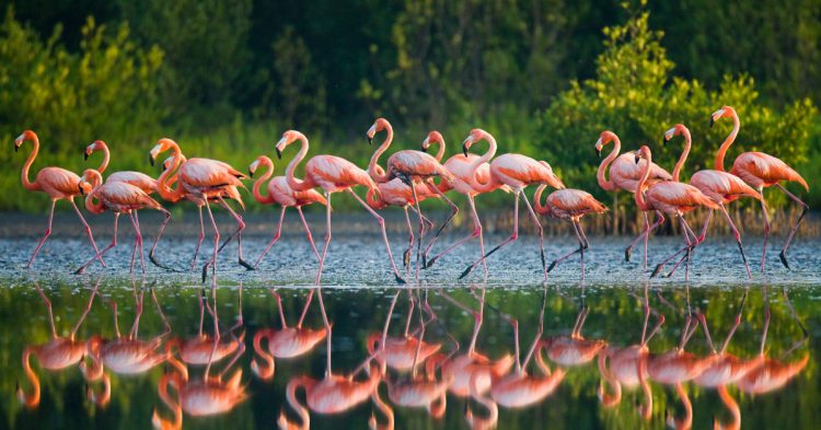 Flamants rose (Istock)