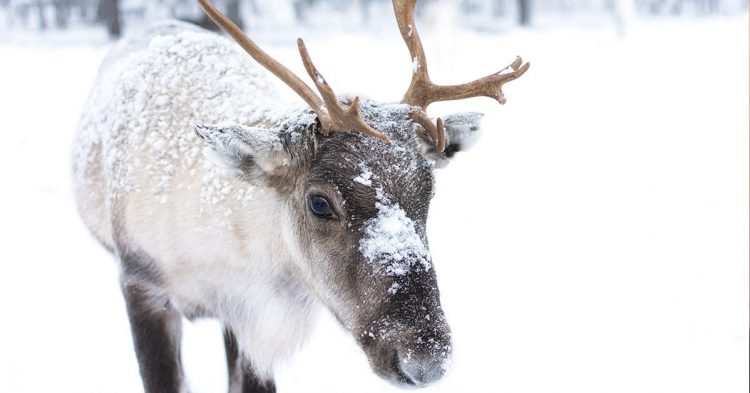 Elan dans la neige (iStock)
