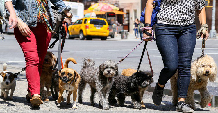 Deux femmes promenant des chiens